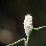 Crypsis schoenoides Flor