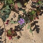Erodium hesperium Flower