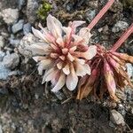 Trifolium pallescens 花