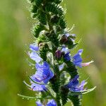 Echium vulgareFlower