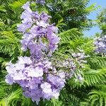 Jacaranda mimosifolia Cvet