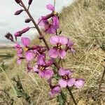 Moricandia moricandioides Blüte