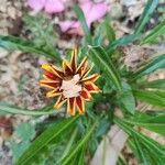 Gazania rigensᱵᱟᱦᱟ