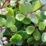 Sedum sieboldii Hoja