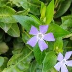 Vinca majorЦветок