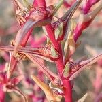 Salsola soda Hoja