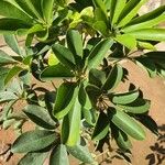 Schefflera arboricola Fulla