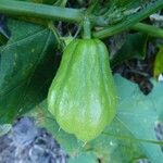 Sechium edule Φρούτο