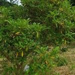 Viburnum propinquum Habit