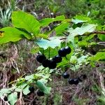 Lonicera nigra Fruit