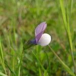 Vicia bithynica Květ