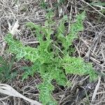 Tyrimnus leucographus Leaf