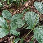 Rothmannia hispida Hoja