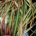 Carex testacea Lapas