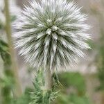 Echinops sphaerocephalus Blüte