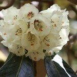 Rhododendron macabeanum Çiçek