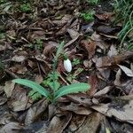 Galanthus plicatusFlower