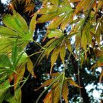Acer palmatum Листок