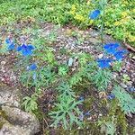 Delphinium grandiflorum Характер