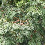 Diospyros polystemon Yeri
