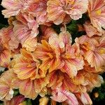 Lewisia cotyledon Flor