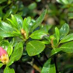 Rhododendron indicum Leaf