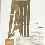 Bactris acanthocarpoides Folla