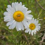 Leucanthemum ircutianum Flor