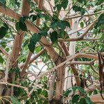 Handroanthus heptaphyllus പുറംതൊലി