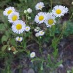 Erigeron annuus ശീലം