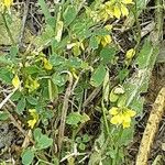 Melilotus officinalis Цветок