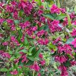 Weigela hortensisÕis