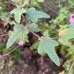 Lavatera bryoniifolia Leaf