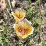 Calochortus plummerae Fleur