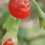 Lycium chinense ഫലം