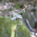 Cheirostylis montana Floare