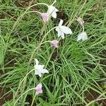 Gladiolus candidus Fiore