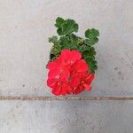 Pelargonium zonaleFlower