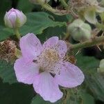 Rubus ulmifoliusЦвят