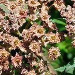 Spiraea japonica Ffrwyth