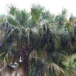 Livistona australis Likasa