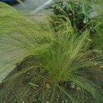 Stipa capillata برگ