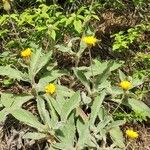 Hieracium pannosum (Habit)