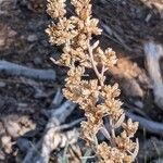 Artemisia tridentata 果實