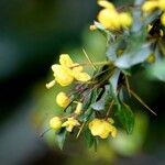 Berberis verruculosaFlower