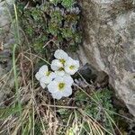 Saxifraga marginata Кветка