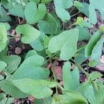 Mirabilis laevis Hostoa