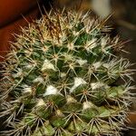 Mammillaria voburnensis 葉