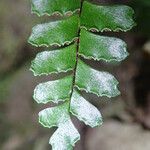 Adiantum vogelii Blatt