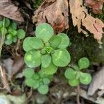 Sedum ternatum Leaf